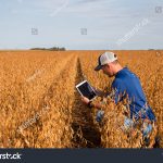 stock-photo-farmer-inspecting-soybean-field-487222255